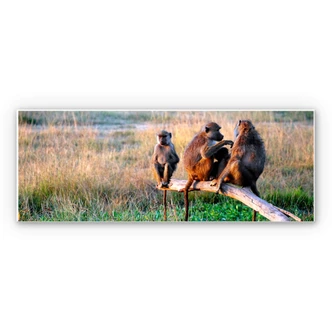 Wandbild Affenbande - Panorama 