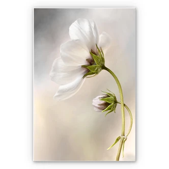 Wandbild Disher - Cosmos 