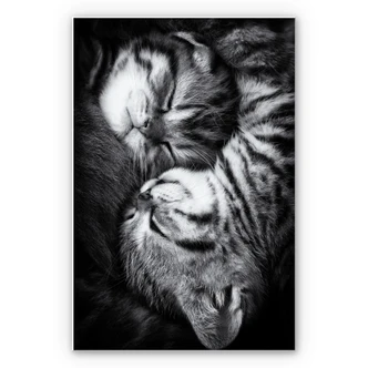 Wandbild Jancova - Sweet Kitten 