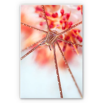 Wandbild Narchuk - Unterwasser-Exotik 