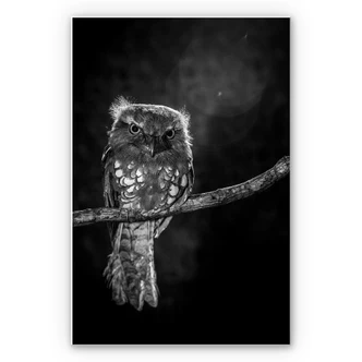 Wandbild Wilianto - Staring Owl 