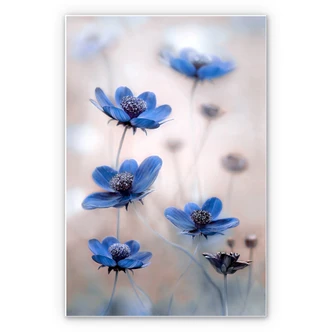 Wandbild Disher - Blue Cosmos 