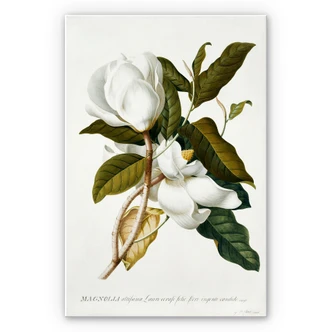 Wandbild Ehret - Magnolie 