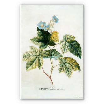 Wandbild Ehret - Rubus 