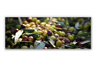Wandbild Mediterrane Oliven - Panorama 