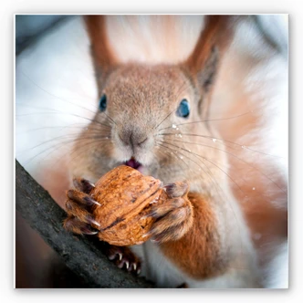 Wanddecoratie Eekhoorn met Nootje (Vierkant) 