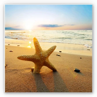 Wandbild Seestern im Sand - quadratisch 