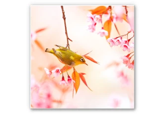 Wandbild Vogelgezwitscher in der Kirschblüte - quadratisch 