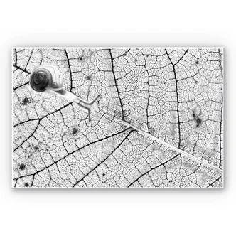 Wanddecoratie Hardschuim - Bravin - Transparant Wanddecoratie Hardschuim - Bravin - Transparant