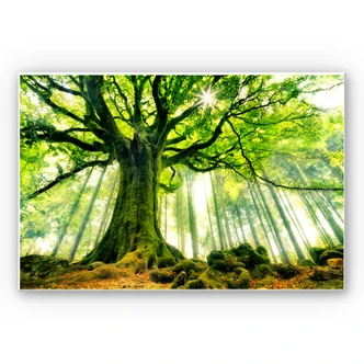 Wandbild Kiciak - Märchenwald 