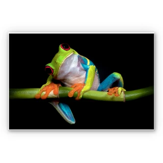 Wandbild Valverde - Green Frog 