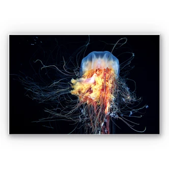 Wandbild Semenov - Amazing Jellyfish 