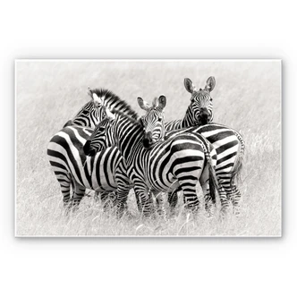 Wandbild Trubitsyn - Zebras in der Savanne 