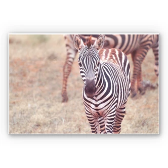Wandbild Zebra Fohlen 