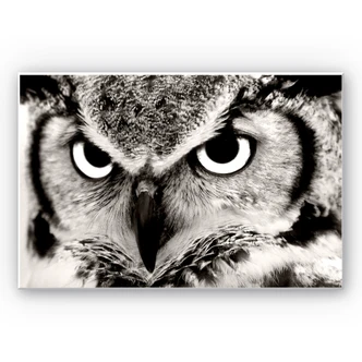Wandbild Stolze Eule 