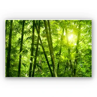 Wandbild Sonnenschein im Bambuswald 