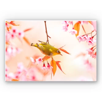 Wandbild Vogelgezwitscher in der Kirschblüte 
