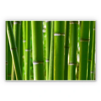 Wanddecoratie Bamboebos 