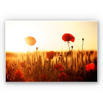 Wandbild Sonnenflut im Mohnfeld 