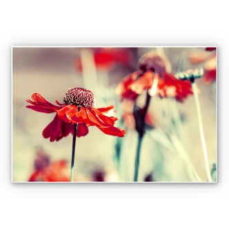 Wandbild Roter Sonnenhut 