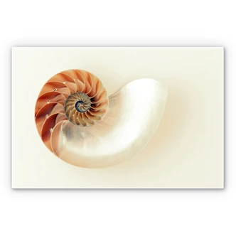 Wandbild Nautilus 