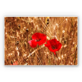Wandbild Mohnblüten im Feld 