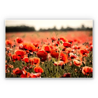 Wandbild Poppy Field 