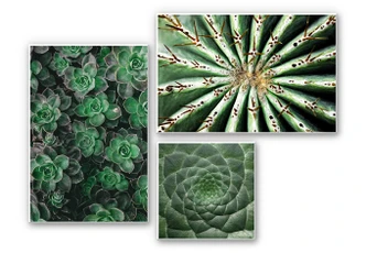 Wandbild Sukkulenten-Set (3-teilig) 