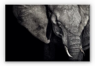 Wanddecoratie Flour – Stamhoofd 