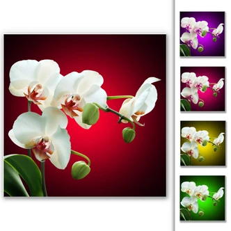 Wandbild Blütenpracht einer Orchidee - quadratisch 
