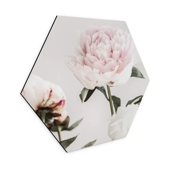 Hexagon Dibond 1X Studio - Rozen 