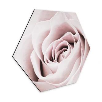 Hexagon Dibond 1X Studio - Rose 