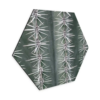 Hexagon Dibond 1X Studio - Cactus Hexagon Dibond 1X Studio - Cactus