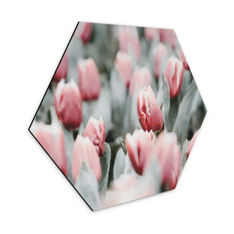 Hexagon Dibond Annie - Spring Tulips 
