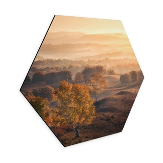 Wanddecoratie Berkenbomen in de gouden ochtenddauw - Cui - Alu-Dibond 