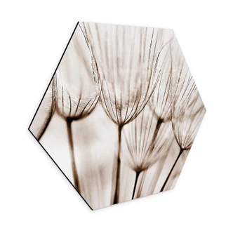 Hexagon Dibond Dandelions 