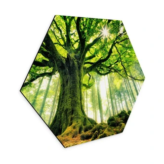 Hexagon Dibond Sprookjesbos - Kiciak 