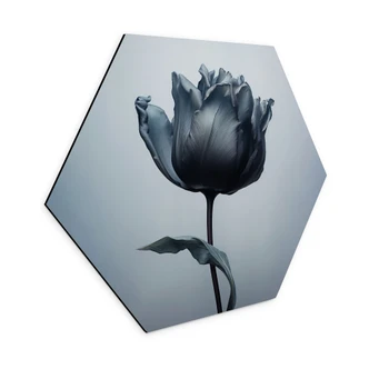 Hexagon Dibond Fluweelzachte tulp in zwart - Paksoylu 