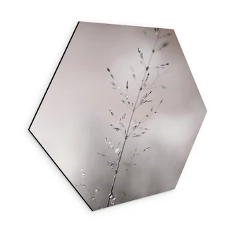 Zeshoek Wanddecoratie grasspriet met dauwdruppels - Sillen - Alu-Dibond Zeshoek Wanddecoratie grasspriet met dauwdruppels - Sillen - Alu-Dibond