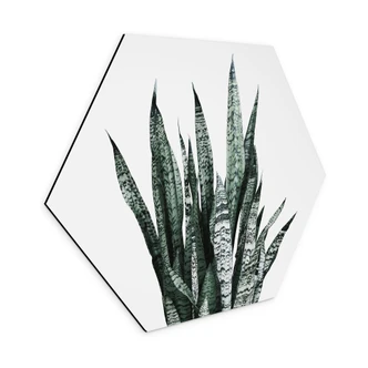 Hexagon Dibond Plant - Sisi & Seb 