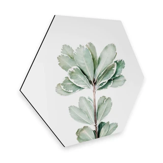 Hexagon Dibond Sisi & Seb - Botanisch 