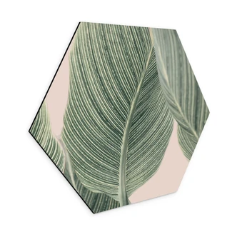 Hexagon Dibond Calathea plant - Sisi & Seb 