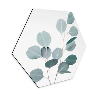 Hexagon Dibond Sisi & Seb - Blue Eucalyptus 