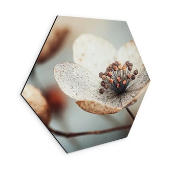 Hexagon Wandbild Boho Trockenblume Makro - Treechild - Alu-Dibond 