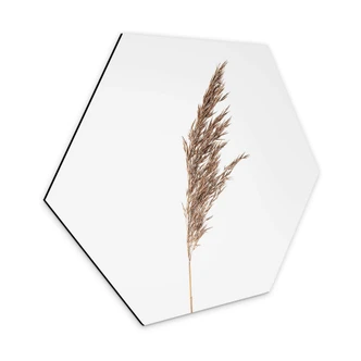 Hexagon Dibond Siergras No. 1 
