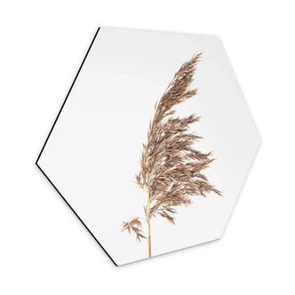 Hexagon Dibond Siergras No. 2 