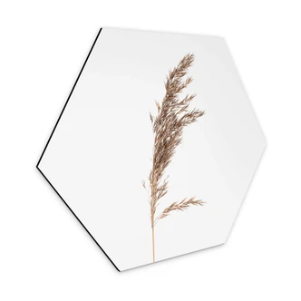 Hexagon Dibond Siergras No. 3 