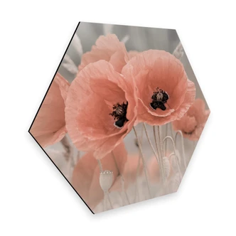 Hexagon - Alu-Dibond Delgado - Klaproos in Pastel 