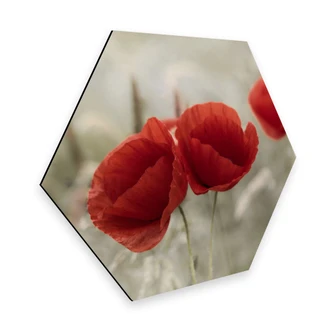 Hexagon Alu-Dibond Delgado - Klaprozenkoppel 