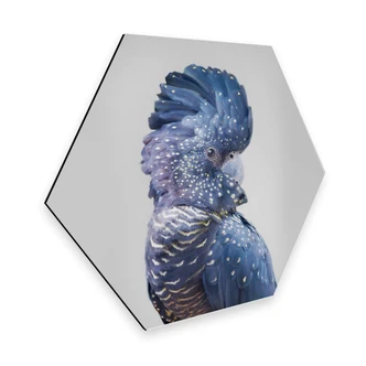 Hexagon Alu-Dibond - Sisi & Seb - Blue Cockatoo 